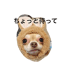 1Fam チワワ（個別スタンプ：15）