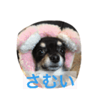 1Fam チワワ（個別スタンプ：17）