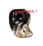 1Fam チワワ（個別スタンプ：19）