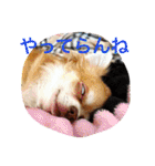 1Fam チワワ（個別スタンプ：20）