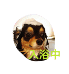 1Fam チワワ（個別スタンプ：21）