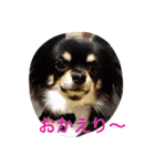 1Fam チワワ（個別スタンプ：24）