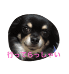 1Fam チワワ（個別スタンプ：25）