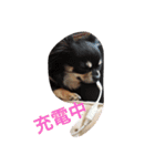 1Fam チワワ（個別スタンプ：26）