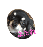 1Fam チワワ（個別スタンプ：28）