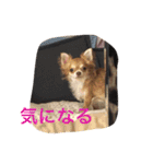 1Fam チワワ（個別スタンプ：30）