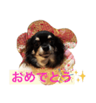 1Fam チワワ（個別スタンプ：32）