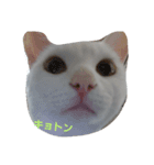mashumaro-mattari（個別スタンプ：3）