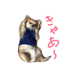 チワワのぴょんくん1（個別スタンプ：10）