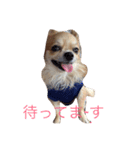 チワワのぴょんくん1（個別スタンプ：15）