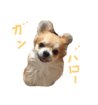 チワワのぴょんくん1（個別スタンプ：16）