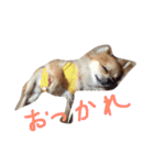 チワワのぴょんくん1（個別スタンプ：17）