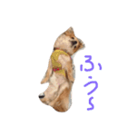 チワワのぴょんくん1（個別スタンプ：18）