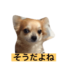 チワワのぴょんくん1（個別スタンプ：21）