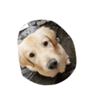 The best golden retriever（個別スタンプ：1）