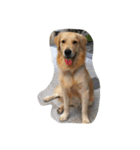 The best golden retriever（個別スタンプ：3）