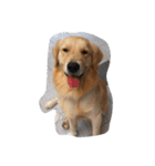 The best golden retriever（個別スタンプ：4）