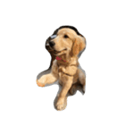 The best golden retriever（個別スタンプ：5）