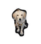 The best golden retriever（個別スタンプ：6）