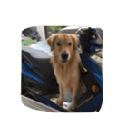 The best golden retriever（個別スタンプ：7）