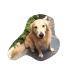 The best golden retriever（個別スタンプ：8）