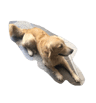 The best golden retriever（個別スタンプ：9）