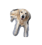 The best golden retriever（個別スタンプ：10）