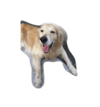 The best golden retriever（個別スタンプ：11）