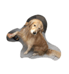 The best golden retriever（個別スタンプ：12）