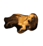 The best golden retriever（個別スタンプ：13）