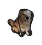 The best golden retriever（個別スタンプ：14）