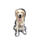 The best golden retriever（個別スタンプ：15）