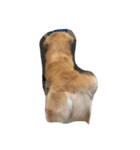 The best golden retriever（個別スタンプ：18）
