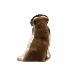 The best golden retriever（個別スタンプ：19）