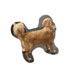 The best golden retriever（個別スタンプ：20）