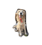 The best golden retriever（個別スタンプ：22）