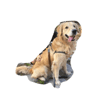 The best golden retriever（個別スタンプ：23）