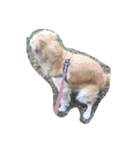 The best golden retriever（個別スタンプ：24）