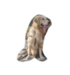 The best golden retriever（個別スタンプ：25）