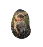 The best golden retriever（個別スタンプ：27）