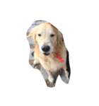 The best golden retriever（個別スタンプ：29）
