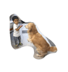 The best golden retriever（個別スタンプ：31）