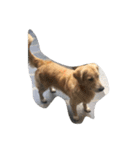The best golden retriever（個別スタンプ：32）