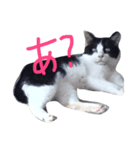 我が家のペット達（個別スタンプ：3）