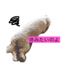 むーす＆とろろ（個別スタンプ：3）