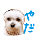 むーす＆とろろ（個別スタンプ：13）