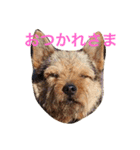 ぼくスキップです！（個別スタンプ：16）