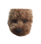 teddy QQ（個別スタンプ：1）