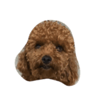 teddy QQ（個別スタンプ：2）