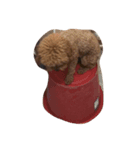 teddy QQ（個別スタンプ：5）